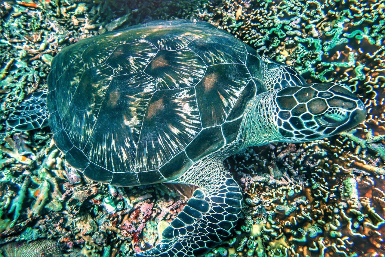 Purple Beach - Maithelia - Gili Air Ngoại thất bức ảnh