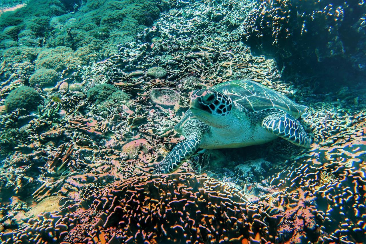 Purple Beach - Maithelia - Gili Air Ngoại thất bức ảnh